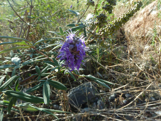 Vitex agnus-castus - Kuisheidsstruik, Monnikspeper