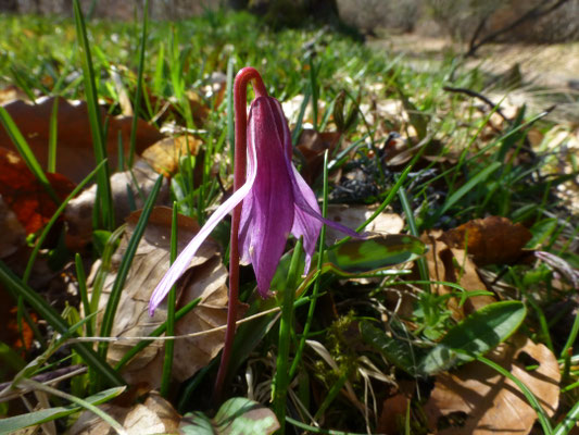 Erythronium dens-canis