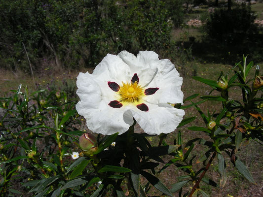 Cistus ladanifer