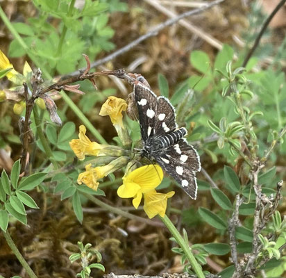 Anania funebris - Lichtbalmot