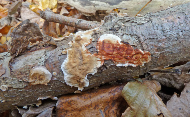 Stereum gausapatum - Eikenbloedzwam