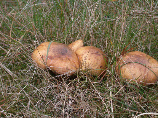 Suillus bovinus - Koeienboleet
