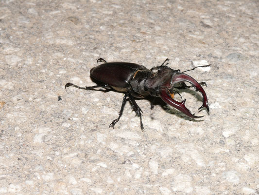 Lucanus cervus