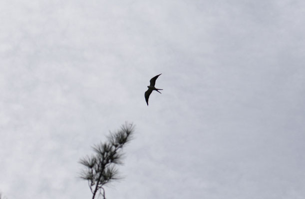 Swallow-tailed Kite