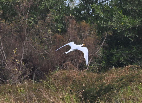 Sterna maxima - Royal Tern