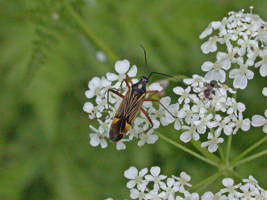 Miris striatus - Geribde prachtblindwants