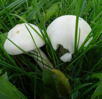 Blanke champignonparasol