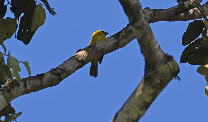 Yellow-green Grosbeak