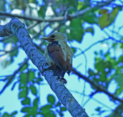 Cream-colored Woodpecker