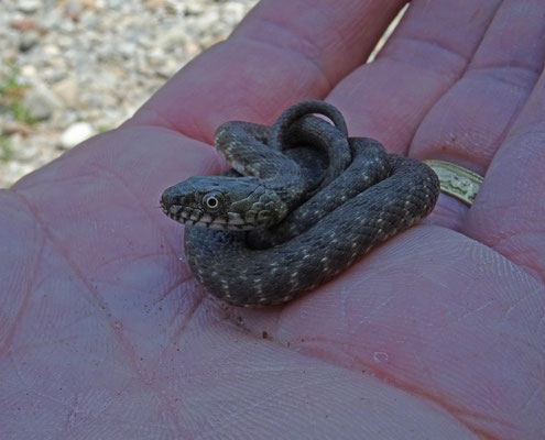 Dobbelsteenslang (Natrix tesselata)