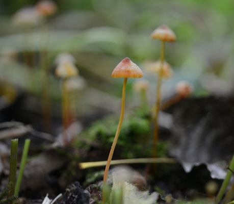 Mycena crocata - Prachtmycena