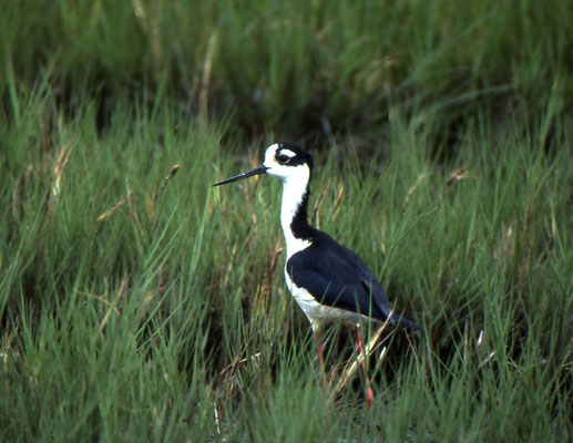 Black-necked Stilt