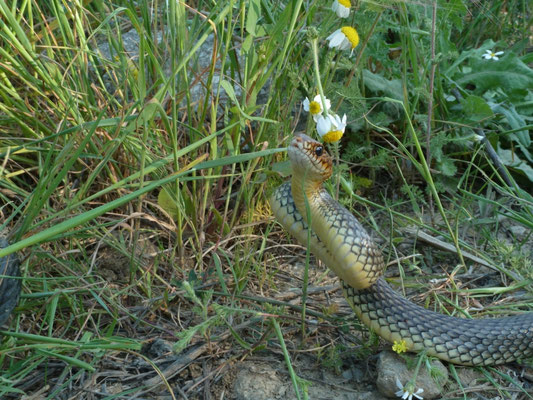 Dolichophis caspius (Kaspische toornlang)