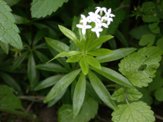 Galium odoratum - Lievevrouwebedstro