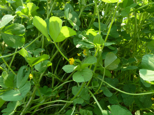 Medicago arabica - Gevlekte rupsklaver