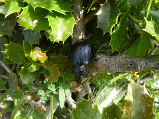 Calosoma inquisitor