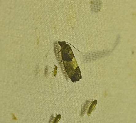 Spilonota ocellana - Rode knopbladroller