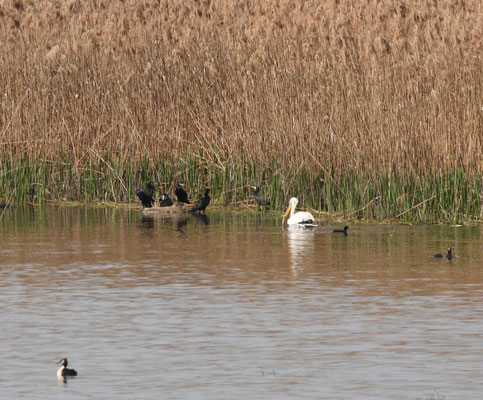 Kroeskoppelikaan met Aalscholvers