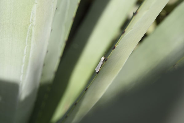 Agave fourcroydes - Agave fourcroydes