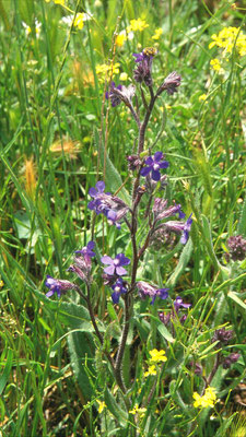 Anchusa azurea - Blauwe ossentong