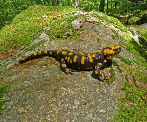 Salamandra corsica