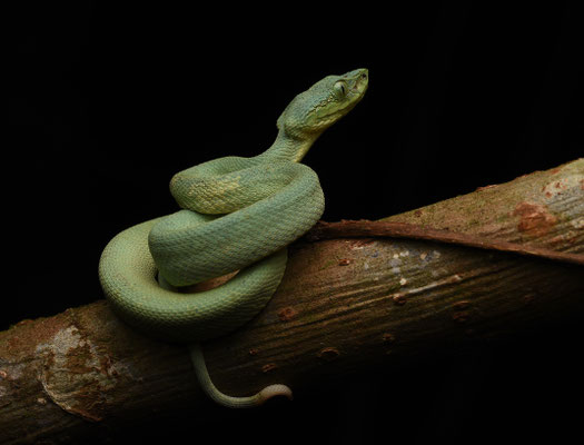 Bothriopsis bilineata bilineata - Groene Boomlanspuntslang (Papegaaislang)
