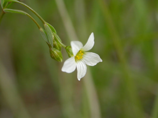 Linum catharticum - Geelhartje