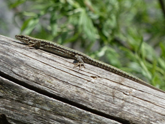 Podarcis muralis