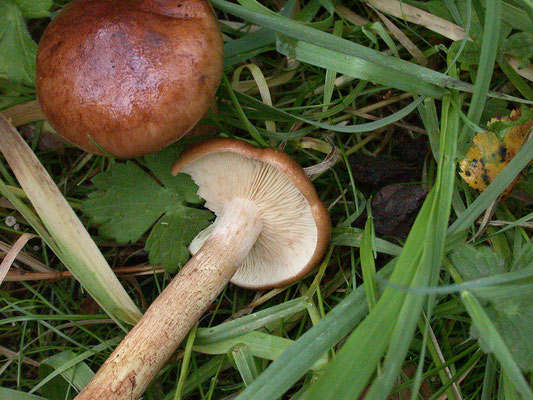 Tricholoma fulvum - Berkenridderzwam