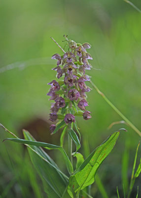 Brede wespenorchis