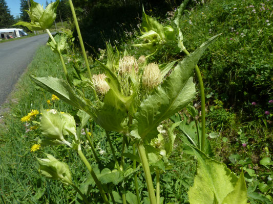 Moesdistel