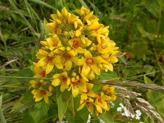 Lysimachia vulgaris - Echte wederik