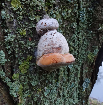 Phellinus tuberculosus - Boomgaardvuurzwam