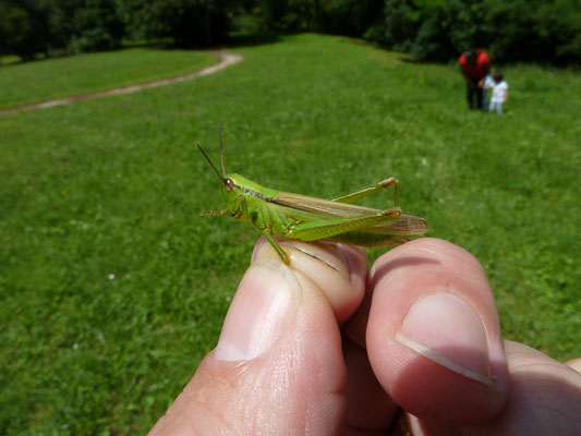 Mecostethus parapleurus - Bleekgroene sprinkhaan