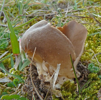 Helvella acetabulum - Bokaalkluifzwam