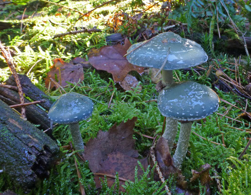 Stropharia aeruginosa - Kopergroenzwam