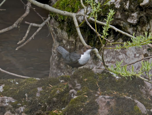 Waterspreeuw