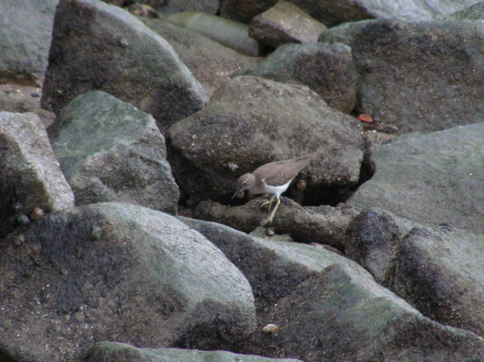 Spotted Sandpiper