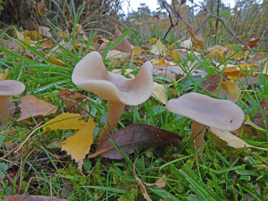 Collybia butyracea var. asema - Gewone Botercollybia