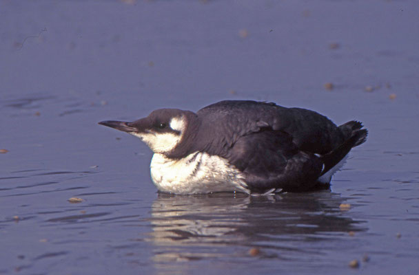 Zeekoet