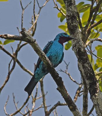 Spangled Cotinga, male