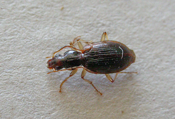 Paranchus albipes