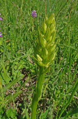 Berg-/Welriekende nachtorchis