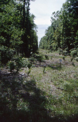 Big Thicket