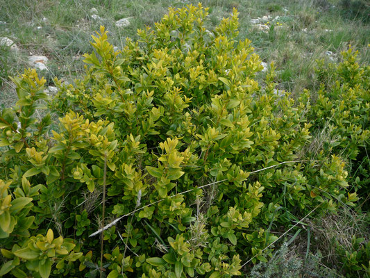 Buxus sempervirens - Palmboompje