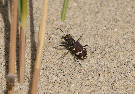 Cicindela hybrida - Basterdzandloopkever