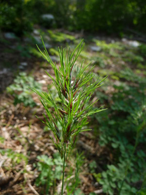 Antoxanthum aristatum - Slofhak