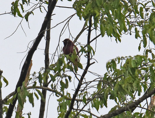 Pompadour Cotinga