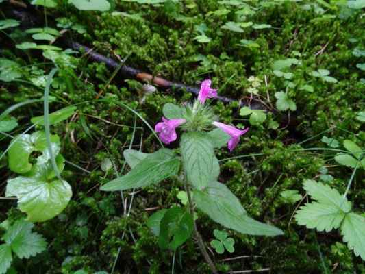 Galeopsis ladanum