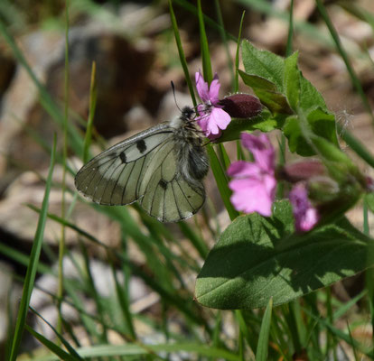 Zwarte apollovlinder (Parnassius mnemosyne)